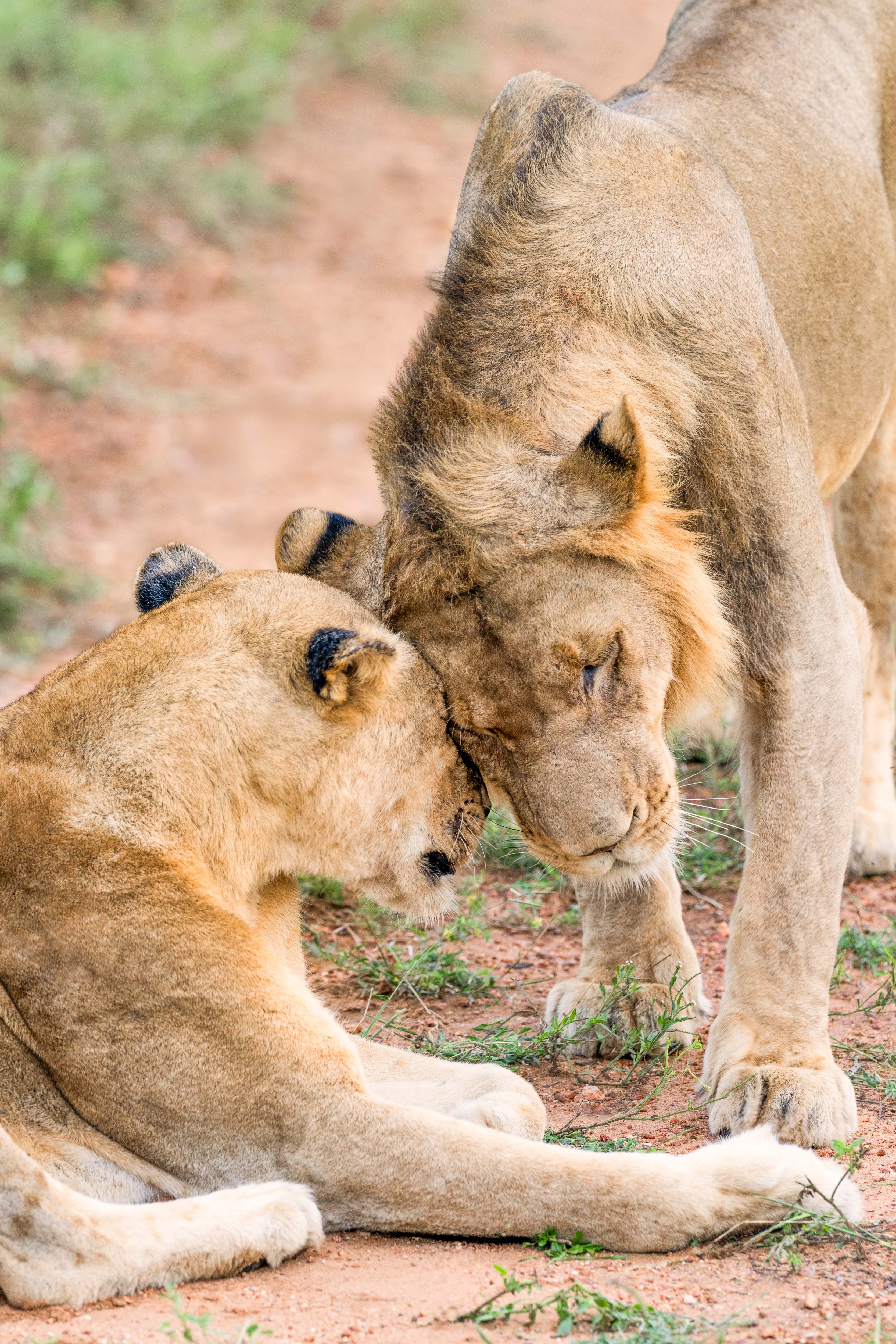 Animal Photography